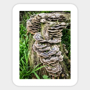 Mushroom Stump. Sticker
